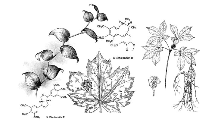 collage of adaptogenic herbs
