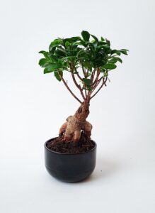 ginseng plant